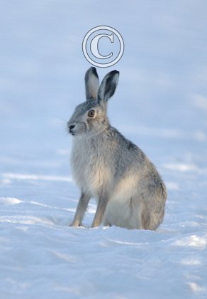 Silver Coloured Brown Hare DM0281